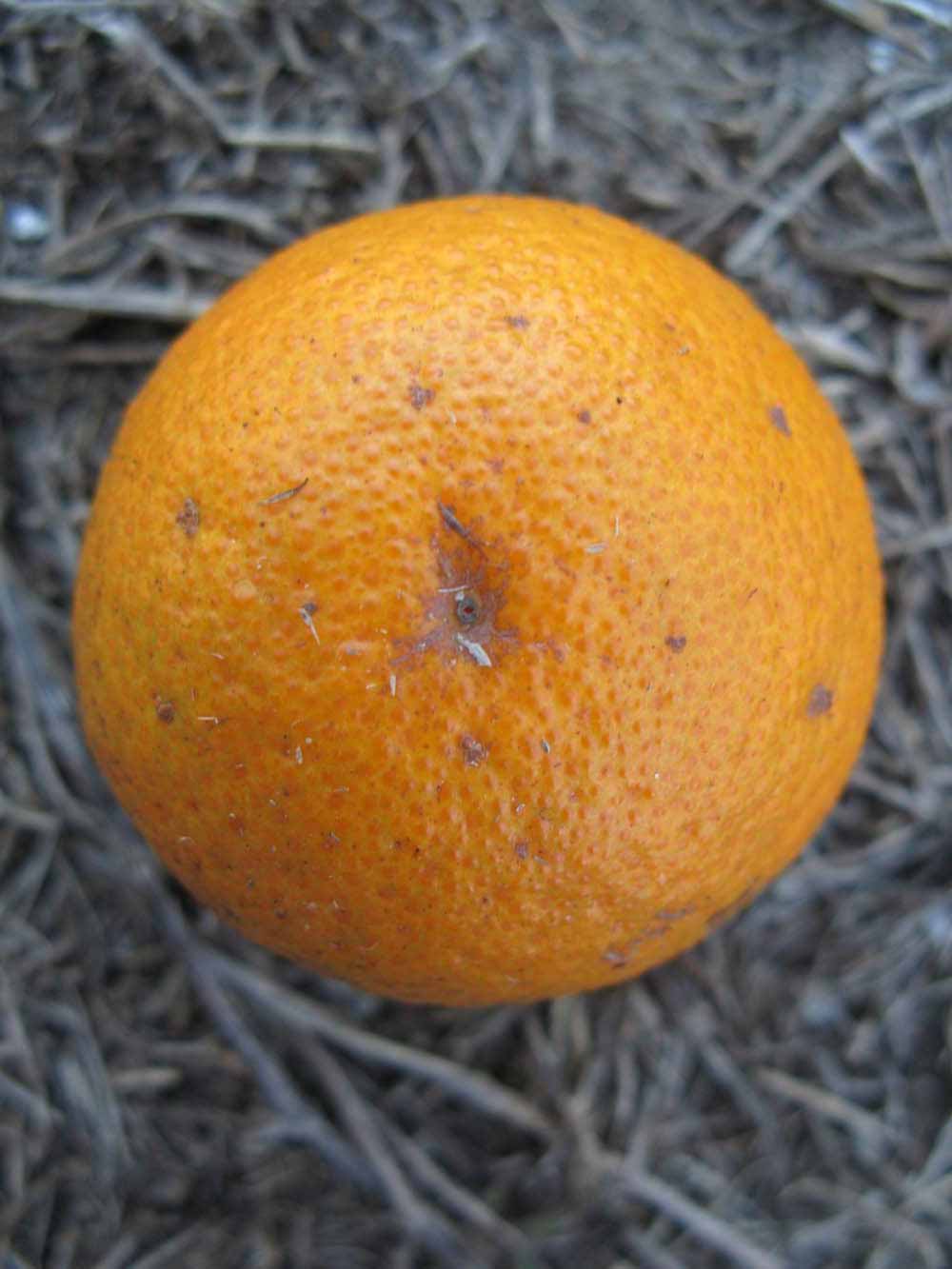            Fruit (Winter Haven, FL)   